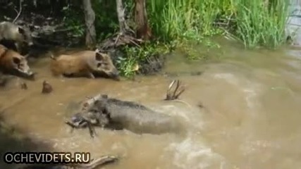 Туристи с действията си изпратиха глиган точно в устата на алигатор !