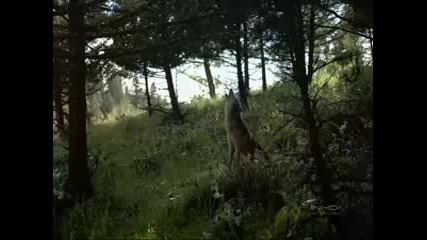 Dance Of Wolves