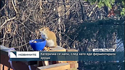 Катеричка се напи, след като яде ферментирали круши