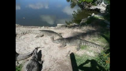 Крокодили От Куба