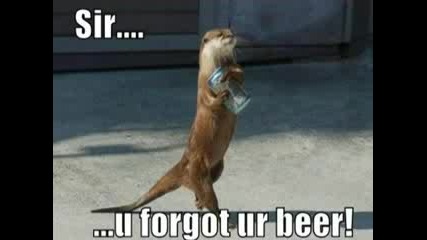 Funny Animals