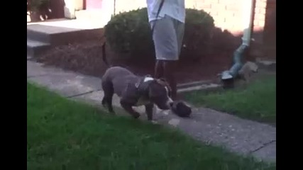 The Real Pit Bull Boy 