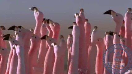 Flamingo dance remix