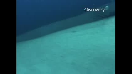 Best of Shark Week - Shark Attack: Predator in the Panhandle