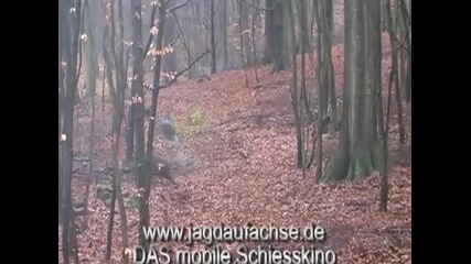 Wildboar hunting Germany