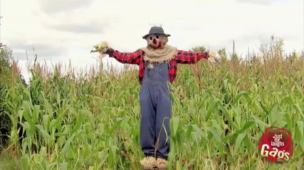 Плашилото хвърля царевица - Смях