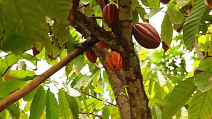 Какаото в Баракоа ("Без багаж" еп.74)