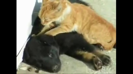 lustige tiere - funny animals 