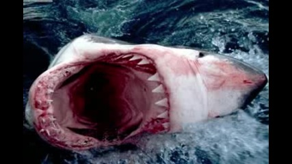 Shark - The Megalodon 