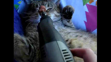 Смешна котка