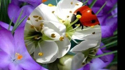 Spring Пролет