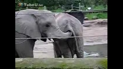 Слон бърка в задника на друг слон смях 