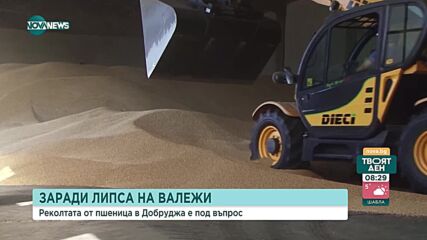 Застрашена ли е реколтата от пшеница в Добруджа