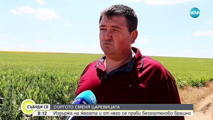 Каква култура е соргото и ще замени ли царевицата