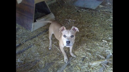 Pitbull - Ares 