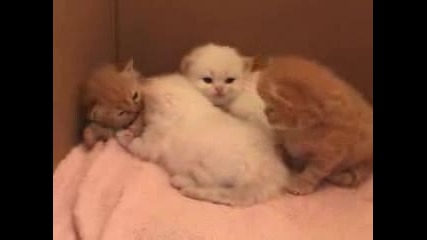 Котета Бебенца - Scottish Fold