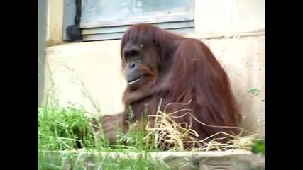 Орангутан прави смешни физиономии на хората в зоопарка