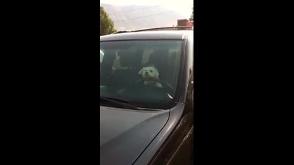 На кучето му омръзна да чака стопанката си в колата и започна да свири с клаксона !