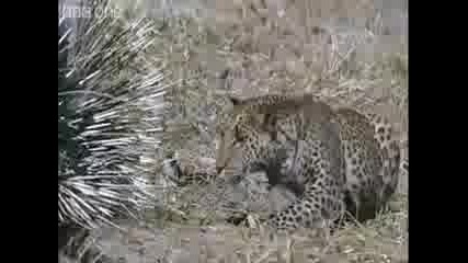 Леопард Атакува Африкански Таралеж
