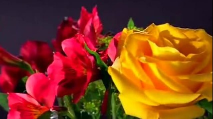 Frederic Delarue - Дъга на цветята Стихове Таня Матеева