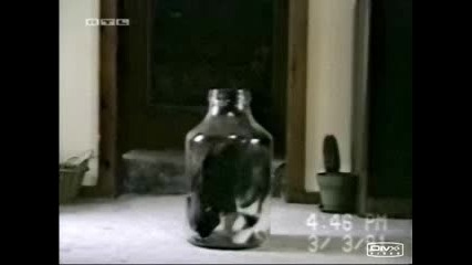 Много Готино Коте В Буркан