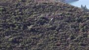 В Кипър пуснаха в дивата природа няколко белоглави лешояда (ВИДЕО)