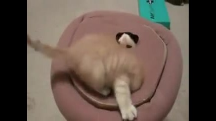 Сладки котенца си играят
