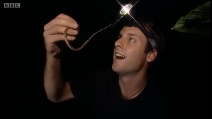 Brown - banded chunk - headed snake - Deep into the Wild - Bbc 