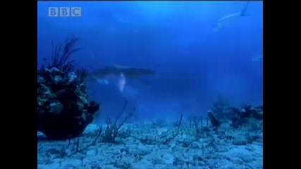 Sharks vs dinosaurs - Bbc 