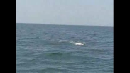 Tarpon Fishing Boca Grande