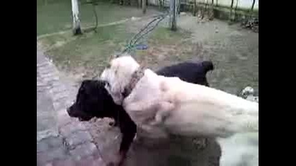 rottweiler vs Kangal 