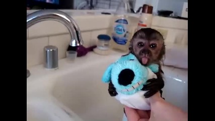 Бебе маймунка го къпят