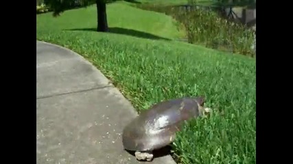 Най - бързата костенурка