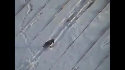 bird bottle cap sledding in the snow