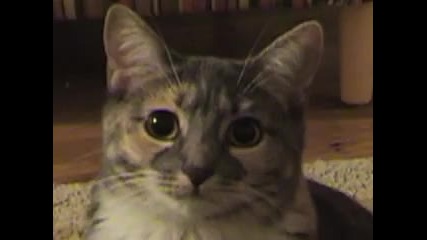 Dramatic Kitty 
