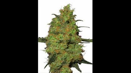 Gucci mane - Kush is my cologne 