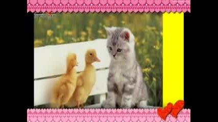 Dogs And Cats