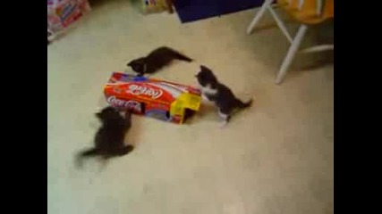 четири котки срещу една кутия