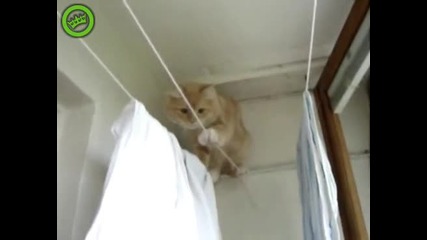 котка на въже за пране (смях)