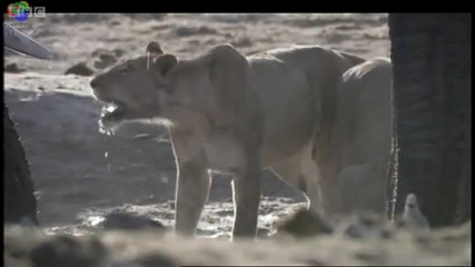 Лъвове нападат Слон - Планетата Земя - Би Би Си 