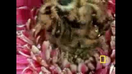 Паяците.flv