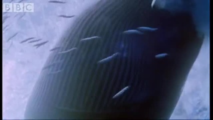 Sei Whale Feeding Frenzy - Blue Planet - Bbc wildlife 