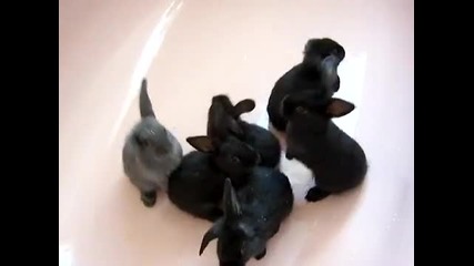 Зайчета си вземат душ !