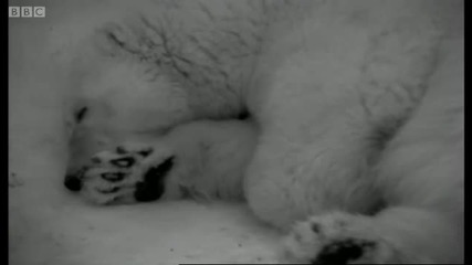 Pregnant Polar Bear hunts seals - Animals The Inside Story - Bbc
