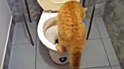 Смях! Котка в Тоалетна