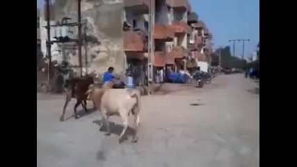 Момче срещу бик