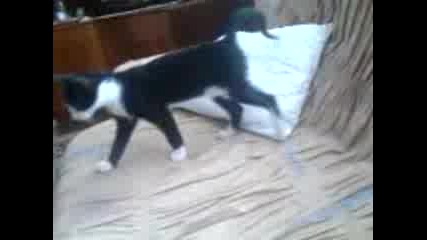 Лудата котка