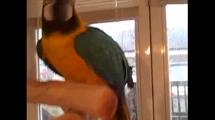 Папагал се смее като баба яга