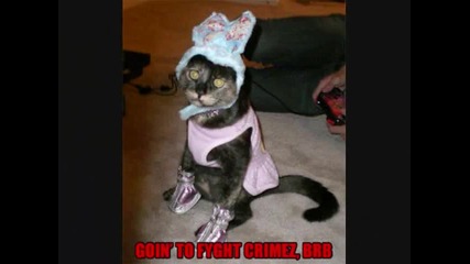 Stupid Cats Part 1 