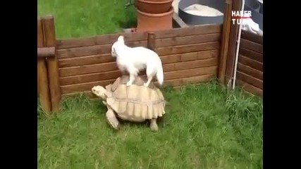 Куче се вози на гърба на костенурка